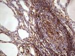 PRPH Antibody in Immunohistochemistry (Paraffin) (IHC (P))