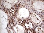 PRPH Antibody in Immunohistochemistry (Paraffin) (IHC (P))