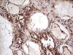 PRPH Antibody in Immunohistochemistry (Paraffin) (IHC (P))