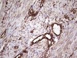 PRPH Antibody in Immunohistochemistry (Paraffin) (IHC (P))