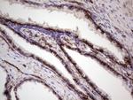PRPH Antibody in Immunohistochemistry (Paraffin) (IHC (P))