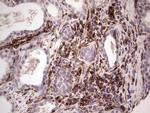 PRPH Antibody in Immunohistochemistry (Paraffin) (IHC (P))