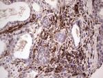 PRPH Antibody in Immunohistochemistry (Paraffin) (IHC (P))