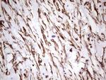 PRPH Antibody in Immunohistochemistry (Paraffin) (IHC (P))