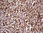 PRPH Antibody in Immunohistochemistry (Paraffin) (IHC (P))