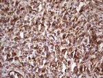 PRPH Antibody in Immunohistochemistry (Paraffin) (IHC (P))