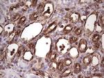 PRPH Antibody in Immunohistochemistry (Paraffin) (IHC (P))