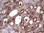 PRPH Antibody in Immunohistochemistry (Paraffin) (IHC (P))