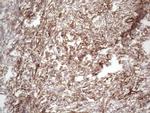 PRPH Antibody in Immunohistochemistry (Paraffin) (IHC (P))