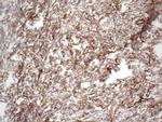PRPH Antibody in Immunohistochemistry (Paraffin) (IHC (P))