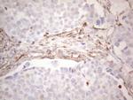 PRPH Antibody in Immunohistochemistry (Paraffin) (IHC (P))