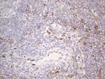 PRPH Antibody in Immunohistochemistry (Paraffin) (IHC (P))