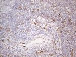 PRPH Antibody in Immunohistochemistry (Paraffin) (IHC (P))