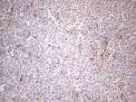 PRPH Antibody in Immunohistochemistry (Paraffin) (IHC (P))