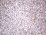 PRPH Antibody in Immunohistochemistry (Paraffin) (IHC (P))