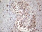 PRPH Antibody in Immunohistochemistry (Paraffin) (IHC (P))