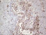 PRPH Antibody in Immunohistochemistry (Paraffin) (IHC (P))