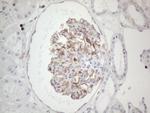 PRPH Antibody in Immunohistochemistry (Paraffin) (IHC (P))