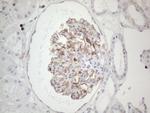 PRPH Antibody in Immunohistochemistry (Paraffin) (IHC (P))