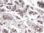 PRR11 Antibody in Immunohistochemistry (Paraffin) (IHC (P))