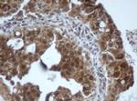 PRR11 Antibody in Immunohistochemistry (Paraffin) (IHC (P))