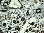 PRR11 Antibody in Immunohistochemistry (Paraffin) (IHC (P))