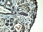 PRR11 Antibody in Immunohistochemistry (Paraffin) (IHC (P))