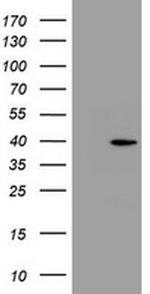 PRR11 Antibody in Western Blot (WB)