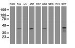 PRR11 Antibody in Western Blot (WB)