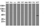 PRR11 Antibody in Western Blot (WB)