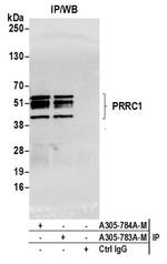 PRRC1 Antibody in Western Blot (WB)