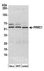PRRC1 Polyclonal Antibody