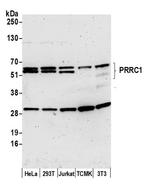 PRRC1 Polyclonal Antibody