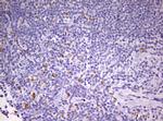 PRRX1 Antibody in Immunohistochemistry (Paraffin) (IHC (P))