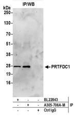 PRTFDC1 Polyclonal Antibody