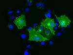 PRTG Antibody in Immunocytochemistry (ICC/IF)
