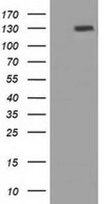 PRTG Antibody in Western Blot (WB)