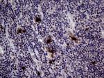 PRTN3 Antibody in Immunohistochemistry (Paraffin) (IHC (P))