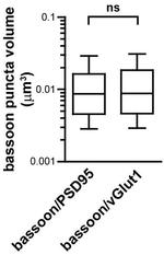 PSD-95 Antibody in Immunocytochemistry (ICC/IF)