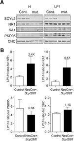 PSD-95 Antibody in Western Blot (WB)