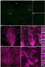 PSD-95 Antibody in Immunocytochemistry (ICC/IF)