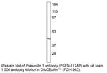 Presenilin 1 Polyclonal Antibody