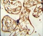 PSG9 Antibody in Immunohistochemistry (IHC)