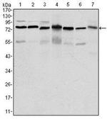 PSIP1 Antibody in Western Blot (WB)