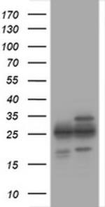PSMA2 Antibody in Western Blot (WB)