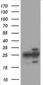 PSMA2 Antibody in Western Blot (WB)