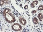 PSMA4 Antibody in Immunohistochemistry (Paraffin) (IHC (P))