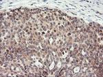 PSMA4 Antibody in Immunohistochemistry (Paraffin) (IHC (P))