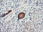 PSMA4 Antibody in Immunohistochemistry (Paraffin) (IHC (P))