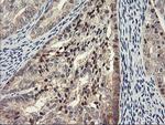 PSMA4 Antibody in Immunohistochemistry (Paraffin) (IHC (P))